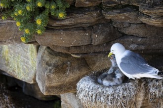 Kittiwake (Rissa tridactyla), chick on nest begging for food, Varanger, Finnmark, Norway, Europe