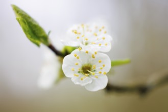 Blossom plum tree, Germany, Europe