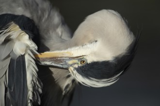 Grey heron (Ardea cinerea) adult bird preening its wing feathers, England, United Kingdom, Europe