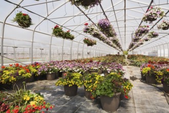 Rows of mixed flowering plants including Petunias in hanging baskets, red Pelargonium, Geraniums in