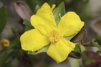 Gold wine or Guinea gold wine (Hibbertia scandens), flower, native to Australia