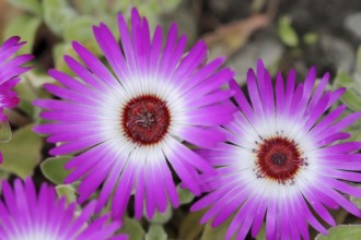 Midday flower (Dorotheanthus bellidiformis), flowers, native to Africa, ornamental plant, North