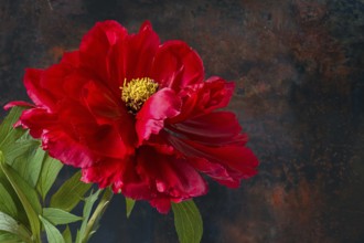 Peony blossom (Peonia) on a dark background, Bavaria, Germany, Europe