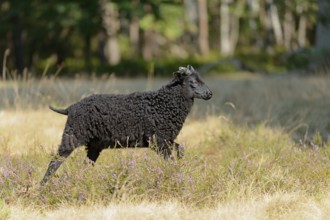 Heidschnucke (Ovis aries), black lamb of the bell heather, Südheide Nature Park, Lüneburg Heath,