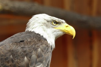 Bald eagle (Haliaeetus leucocephalus), animal portrait, captive, occurrence in North America,