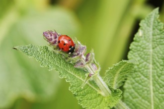 Ladybird, May, Germany, Europe