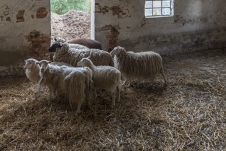 Sheep in a straw-bedded barn, Soay sheep in the front, no longer need to be shorn, black-headed