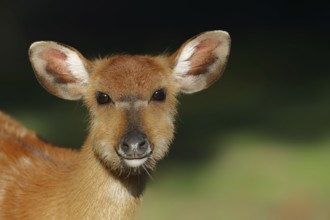 Western sitatunga or swamp antelope (Tragelaphus spekii gratus), female, portrait, captive,