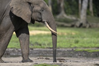 African forest elephant (Loxodonta cyclotis) in the Dzanga Bai forest clearing, Dzanga-Ndoki