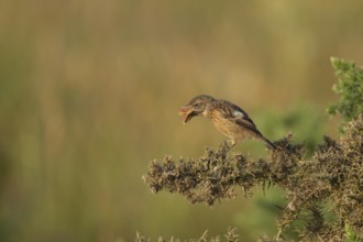 European stonechat (Saxicola rubicola) juvenile bird feeding on a moth, Suffolk, England, United