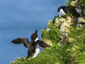 Razorbill, Alca Torda, birds on cliffs, Bempton Cliffs, North Yorkshire, England, United Kingdom,