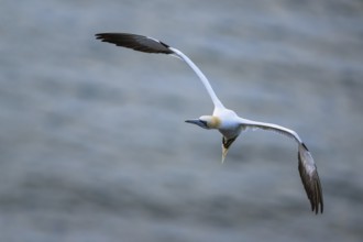 Northern Gannet, Morus bassanus, bird in flight over sea, Bempton Cliffs, North Yorkshire, England,