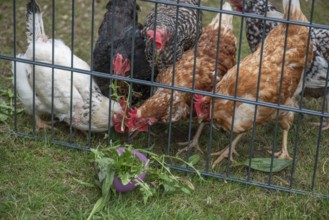 Domestic chickens (Gallus gallus domesticus) pecking dandelions through a grid, North