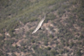 Griffon vulture (Gyps fulvus), Monfragüe National Park, Extremadura, Castilla La Mancha, Spain,