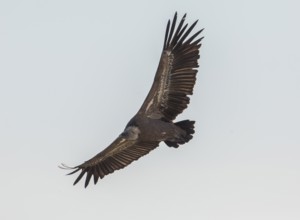 Griffon vulture (Gyps fulvus), Monfragüe National Park, Extremadura, Castilla La Mancha, Spain,