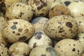 Food, quail eggs, cracked quail egg, Coturnix coturnix