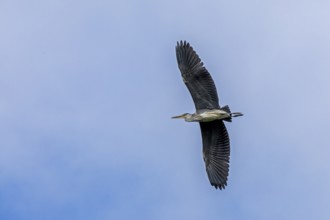 Grey heron (Ardea cinerea) in flight, Kappeln, Schlei, Schleswig-Holstein, Germany, Europe