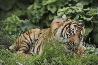 Sumatran tiger (Panthera tigris sumatrae), feeding, captive, occurring on Sumatra, Indonesia, Asia