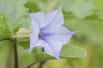 Devil's trumpet (Datura metel), flower, native to Asia