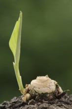 Turmeric or turmeric (Curcuma longa), rhizome and leaf shoot, spice and medicinal plant, North