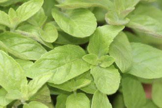 Sweet lemon mint or sweet lime mint Hillary's sweet lemon (Mentha spec.), leaves, herb plant, North