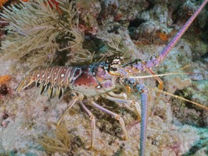 A colourful Caribbean spiny crayfish (Panulirus argus) between corals on the seabed. Dive site John