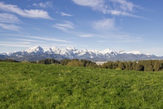 Spring meadow near Füssen, Allgäu Alps, snow, fir forest, Allgäu, Bavaria, Germany, Europe