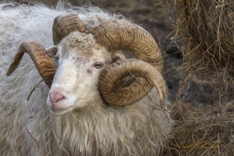 Portrait of a male moorland snook with horn (Ovis aries), Rehna, Mecklenburg-Western Pomerania,