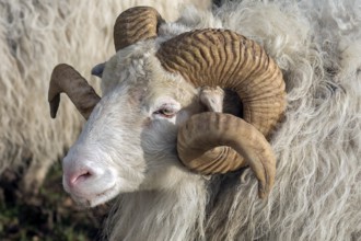 Male horned white moorland snook (Ovis aries), Rehna, Mecklenburg-Western Pomerania, Germany,