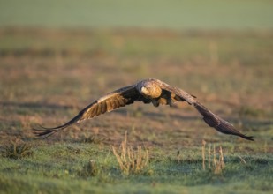 Juvenile Iberian Eagle in flight, Spanish Imperial Eagle (Aquila adalberti), Extremadura, Castilla