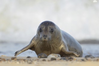 Grey seal (Halichoerus grypus) adult animal on a seaside beach, Norfolk, England, United Kingdom,