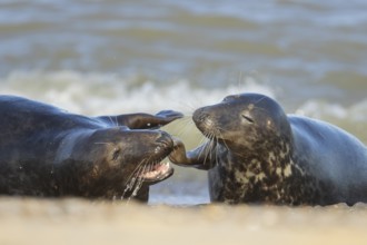 Grey seal (Halichoerus grypus) two adult animals courting and playing together on a seaside beach,