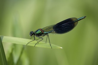 Banded demoiselle (Calopteryx splendens) male damselfly resting on plant leaf, Suffolk, England,