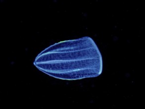 A luminous jellyfish, Mediterranean melon jellyfish (Beroe ovata), floats in the dark, deep ocean