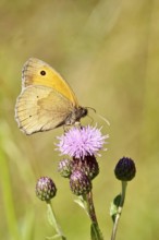 Ox-eye (butterfly), June, Saxony, Germany, Europe