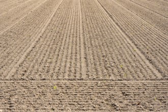 Cultivated soil, prepared, sown vegetable field, Hegau, Baden-Württemberg, Germany, Europe