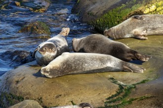 Harbor seals, phoca vitulina vitulina. Group of seals resting on a rock by the sea. Forillon