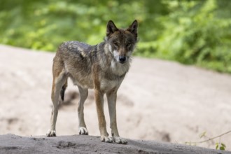 An adult wolf standing on sandy ground surrounded by plants, European grey gray wolf (Canis lupus)