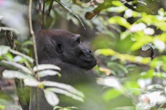 Western lowland gorilla (Gorilla gorilla gorilla), male animal, silverback, Loango National Park,