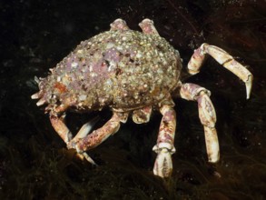 A spider crab (Maja squinado) crawls across the ocean floor, covered in algae. Dive site Maharees