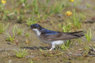 Common house martin (Delichon urbicum), stands on the ground to collect nesting material, wildlife,