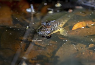 Atlantic mudskipper (Periophthalmus barbarus), Loango National Park, Parc National de Loango,