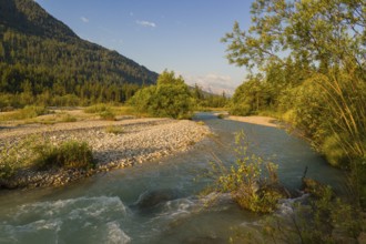 Isar valley nature conservancy area. The wild Isar river flows through its gravel bed past