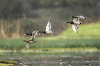 Mallard, Anas platyrhynchos, birds in flight over winter marshes