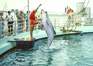 Dolphin show at the dolphinarium at the marina, Rimini, Adriatic coast, Emilia Romagna region,