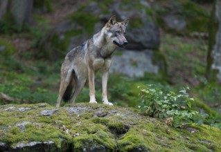 Wolf (Canis lupus) standing on a moss-covered rock and looking attentively, captive, Bavarian