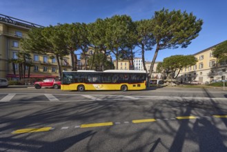 Bus stop Piazza Rezzonico, public bus, pine tree (Pinus pinea), trees, blue sky, street Riva