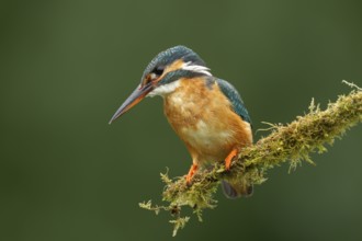 Common kingfisher (Alcedo atthis) adult female bird on a moss covered tree branch, England, United