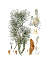 Strobe, Pinus strobus, also Weymouth pine, Weymouth pine, digitally improved reproduction of an