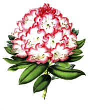 Rhododendrum, Hybride Madame Wagner, Rhododendrum are a plant genus within the heather family,